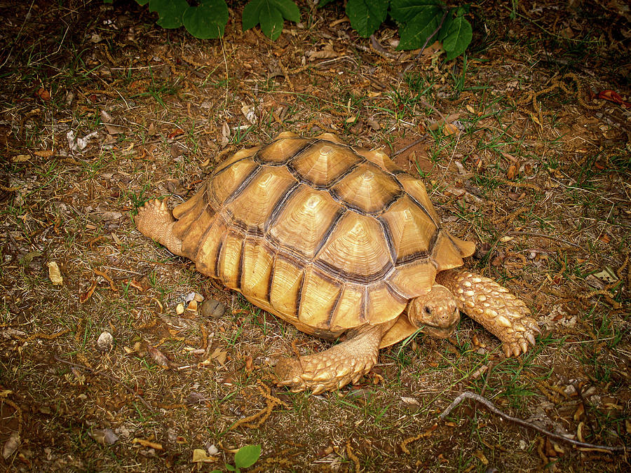 Tortoise In Golden Armor Photograph By David Choate