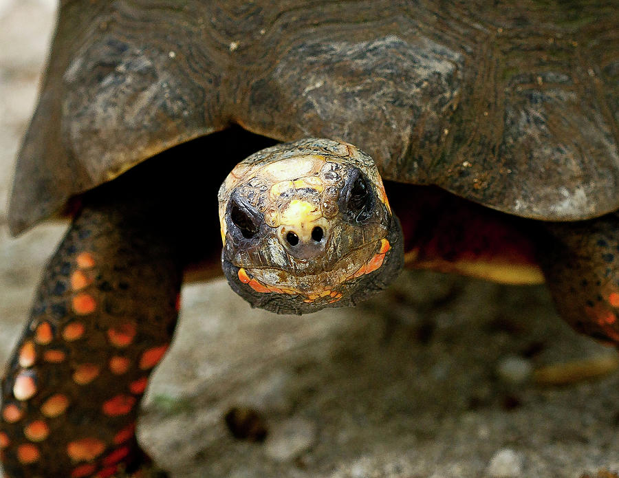 Tortoise in St. Maarten Photograph by David Morehead