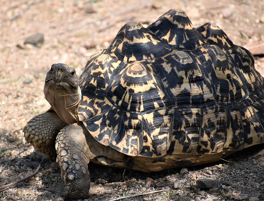 Tortoise in the Desert Photograph by Vicky Sweeney - Fine Art America