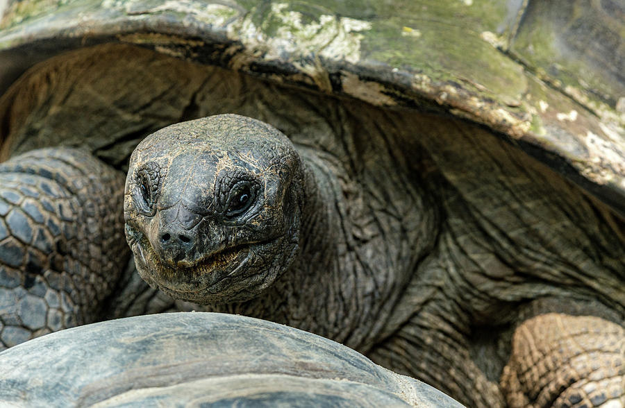 Tortoise Photograph by Jenware Photography - Fine Art America