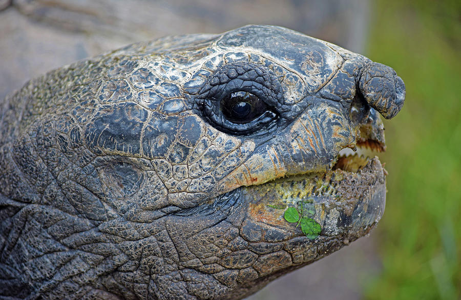 Tortoise Photograph by Larah McElroy
