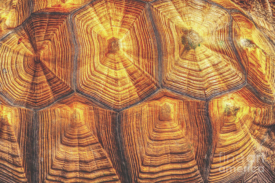 Tortoise Shell Abstract Photograph by Gary Richards