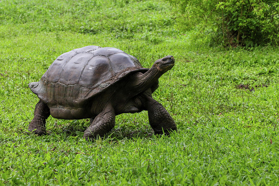 Tortoise Standing Photograph by Jenna Wilson - Fine Art America