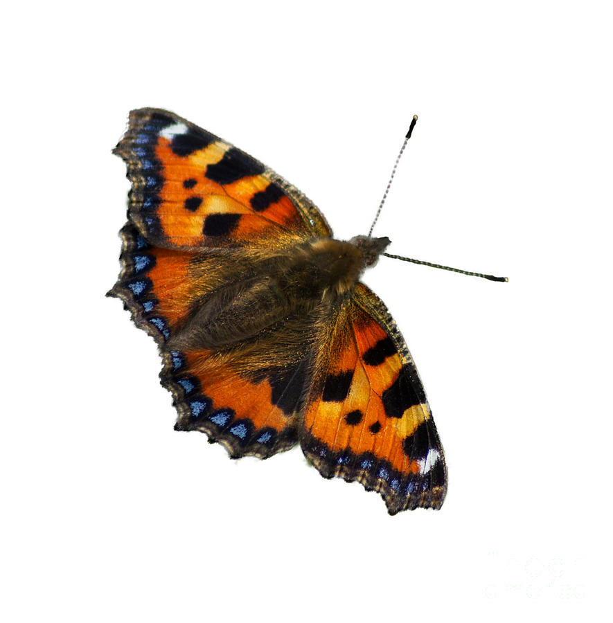 Tortoiseshell butterfly, taken at Dove Stone Reservoir, Photograph by Pics By Tony
