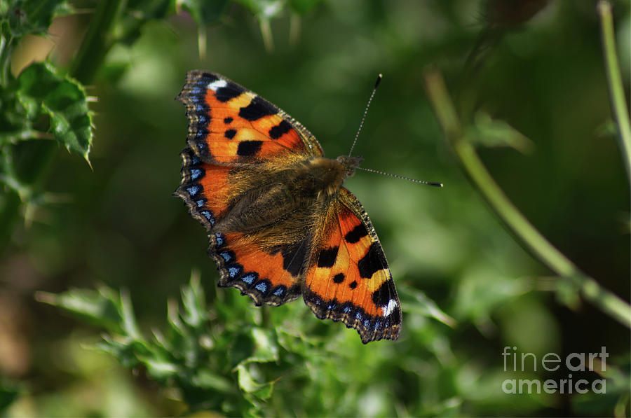 Tortoiseshell butterfly taken at Dove Stones Photograph by Pics By Tony