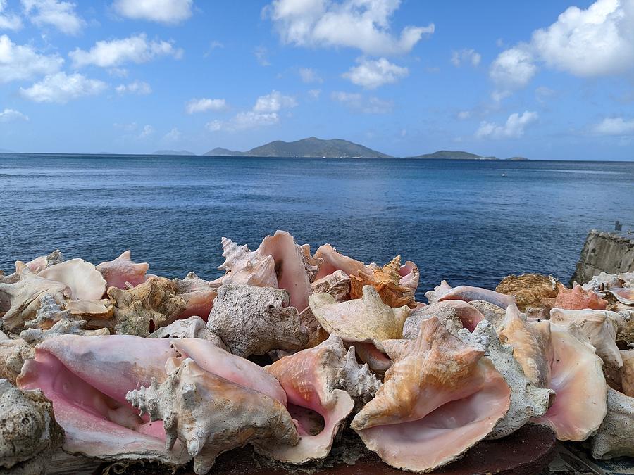 Bvi Photograph - Tortola Conch Shells by Sally Fike