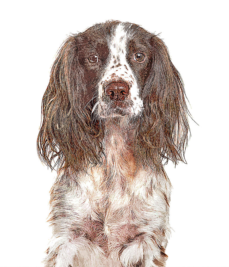 Totally Adorable, English Springer Spaniel Dog Painting by Custom Pet Portrait Art Studio