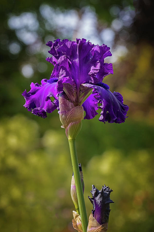 Totally Purple Iris Photograph by Jean Noren