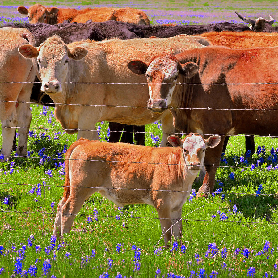 Totally Texas - Cow calf Bluebonnets - Wildflowers Landscape  Photograph by Jon Holiday