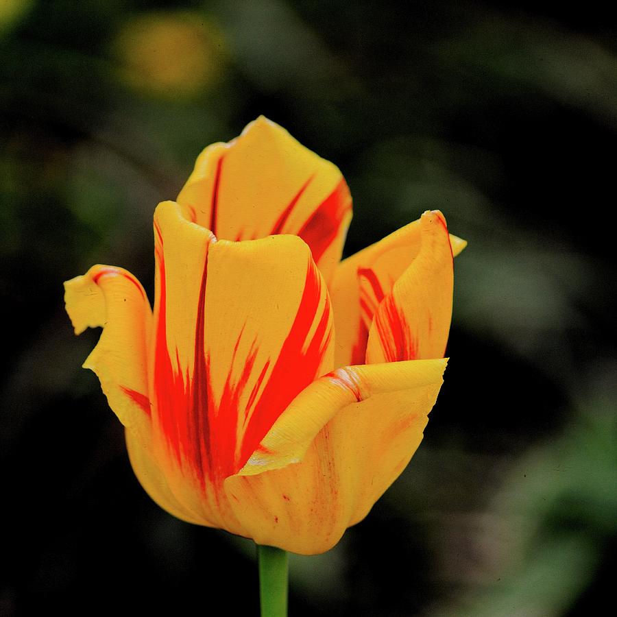 Totally tulip Photograph by Michael Remillard - Fine Art America