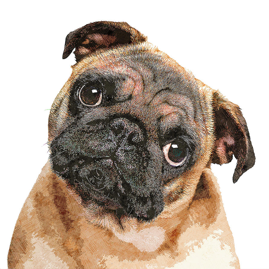 Totes Adore, Young Pug Dog Painting by Custom Pet Portrait Art Studio
