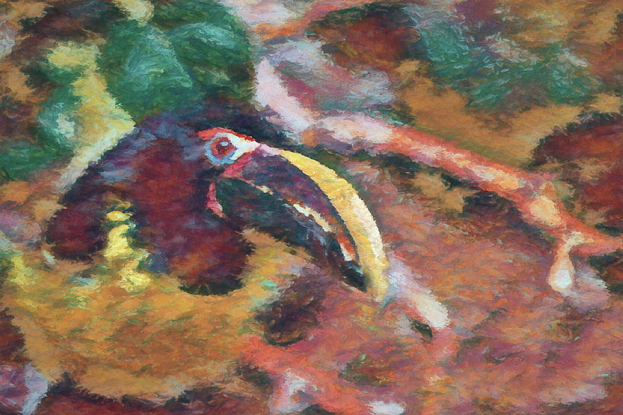 Toucan 2 Digital Art by Ernest Echols