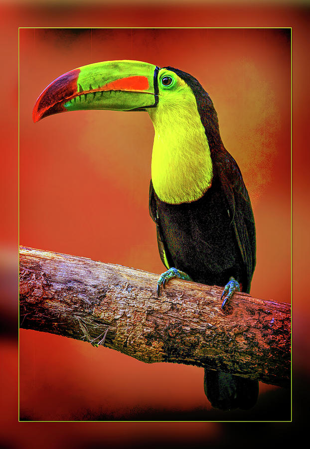 Toucan Photograph by Bill Barber