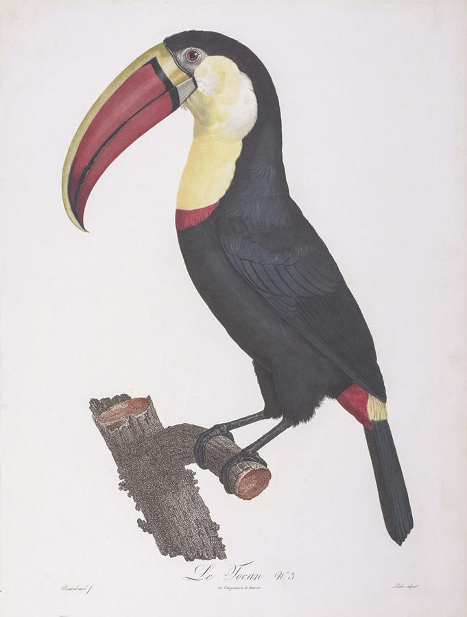 Toucan c. 1801 Digital Art by Kim Kent
