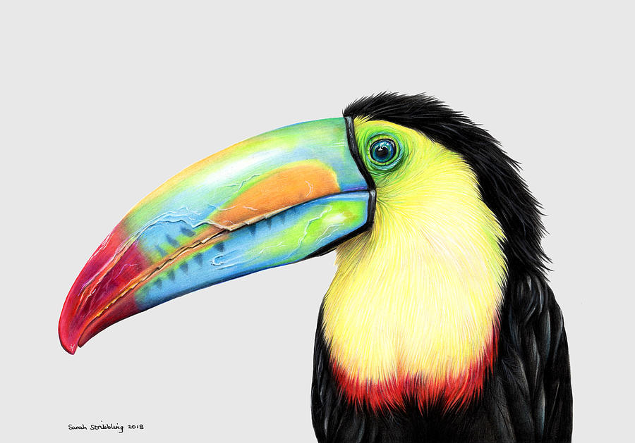 Toucan drawing Drawing by Sarah Stribbling Fine Art America