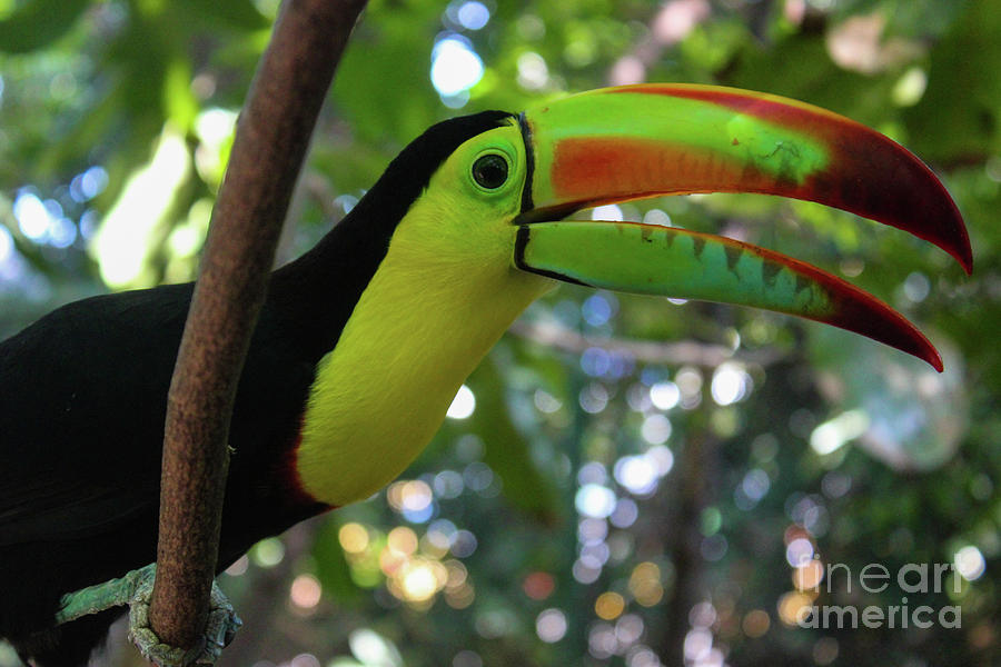 Toucan in Colombia Photograph by Wilko van de Kamp Fine Photo Art