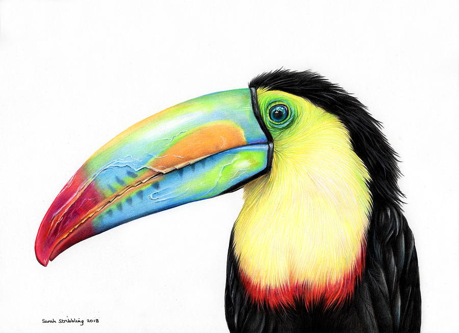 Great Hornbill – A4 Art Print – Sky Siouki