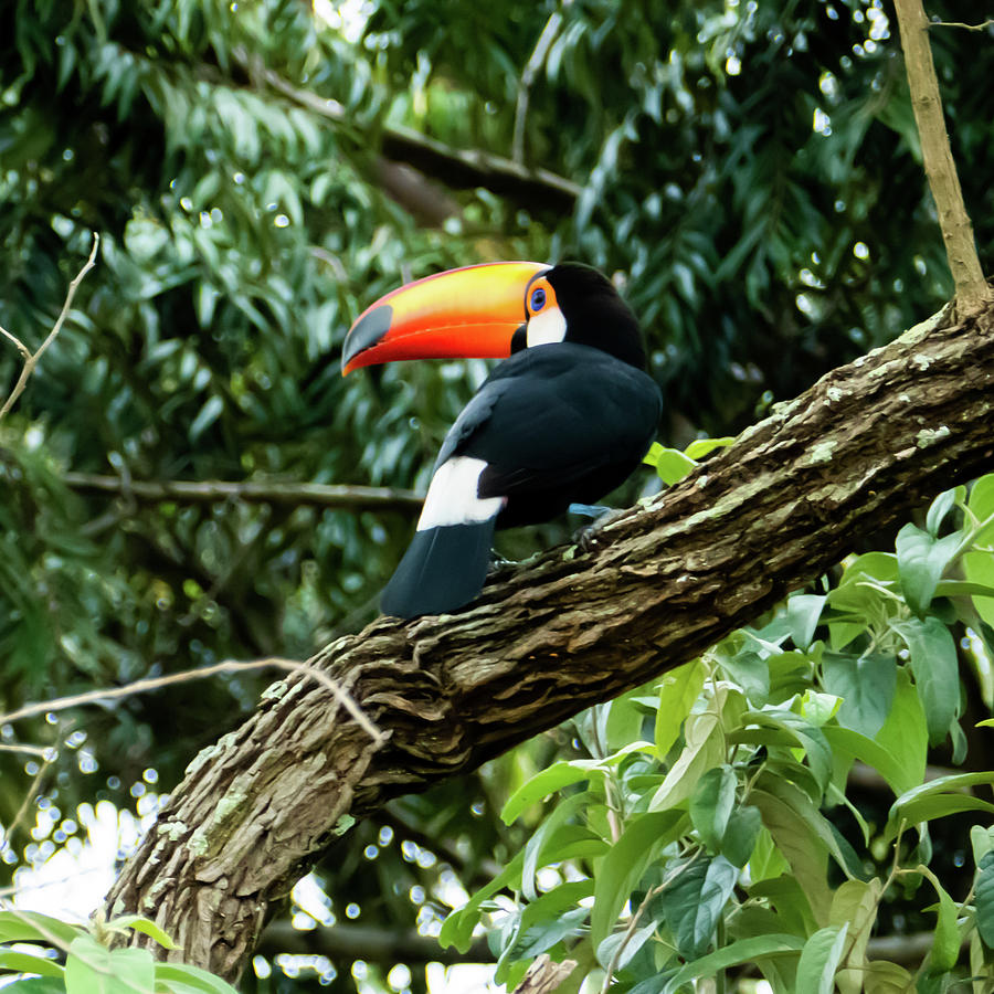 Toucan in the Brazilian forest. Photographed in Anchieta, Brazil ...