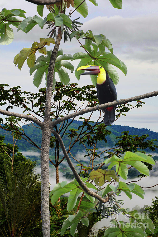 Toucan in the rainforest of Costa Rica Photograph by Gunther Allen