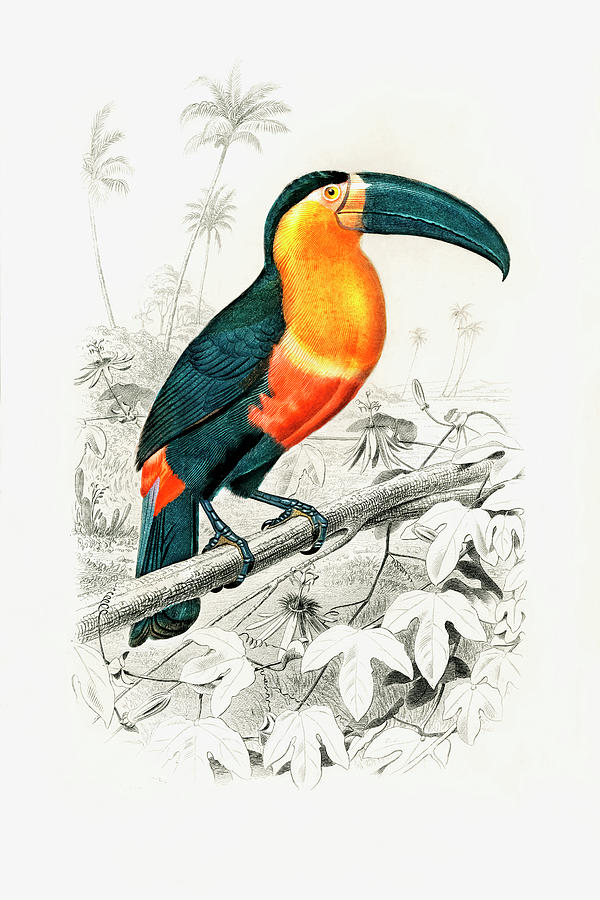 John James Audubon Drawing - Toucan by John James Audubon by Mango Art