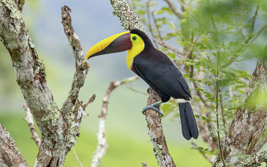 Toucan Sam Photograph By Thomas Kaestner - Fine Art America