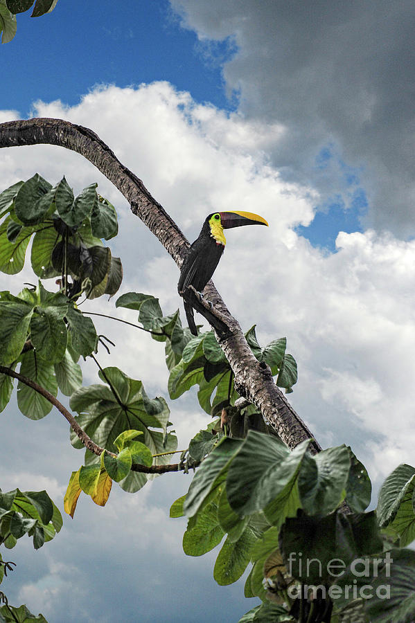 Toucan sits in a tree during a rainstorm in Costa Rica. Photograph by Gunther Allen
