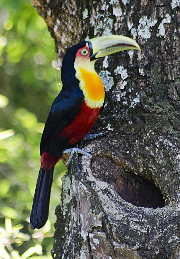 Toucan tree bird Photograph by Flavio ConceiÇÃo Fotos