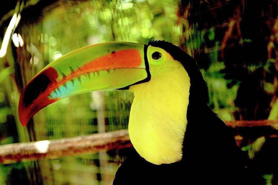 Toucan You Can Too Photograph by Tammy Hankins