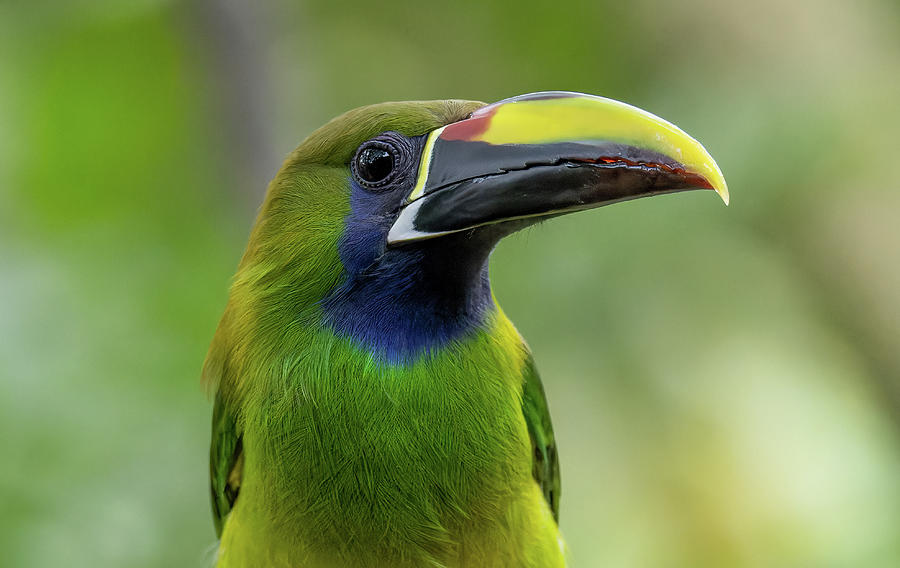 Toucanet Photograph by Thomas Kaestner - Fine Art America