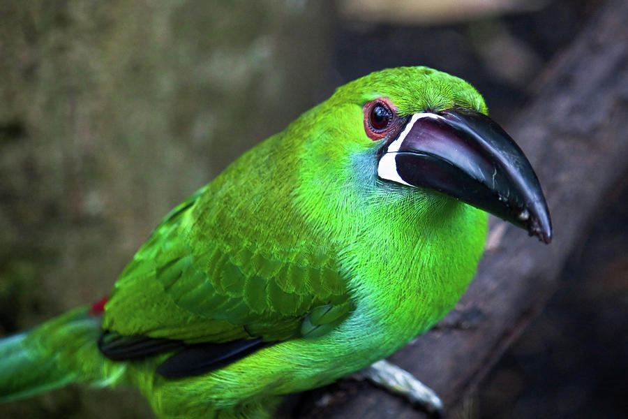 Toucanette Photograph by Shannon Vogel - Fine Art America