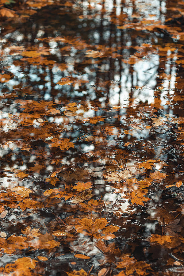Touch of autumn colors Photograph by Vaclav Sonnek