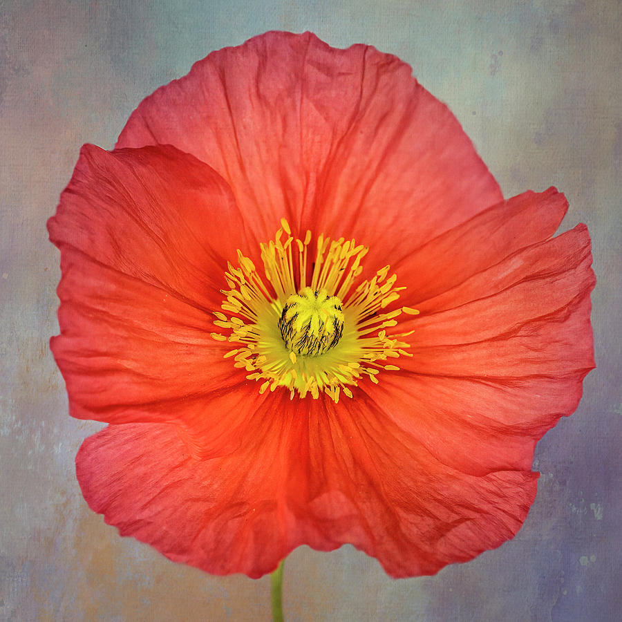 Poppy Photograph - Touch of colour in the garden. by Lyn Darlington