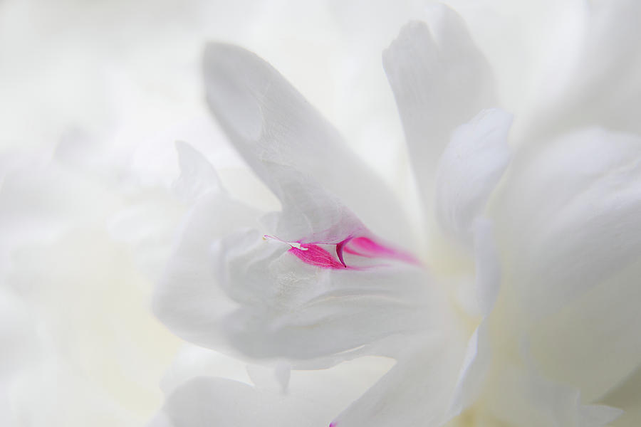Touch of Pink Photograph by Denise Kopko
