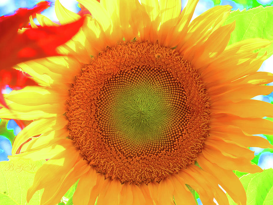 Touch of Red Sunflower - Floral Photography - Colorful Sunflower Macro Photograph by Brooks Garten Hauschild