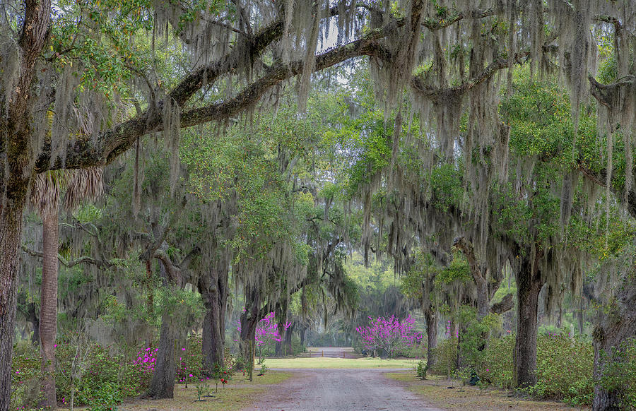 Touches of Spring Under the Live Oaks Photograph by Marcy Wielfaert