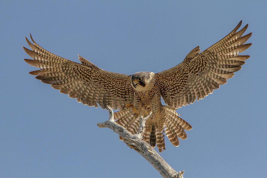 Falcon Photograph - Touching Down by Kent Keller