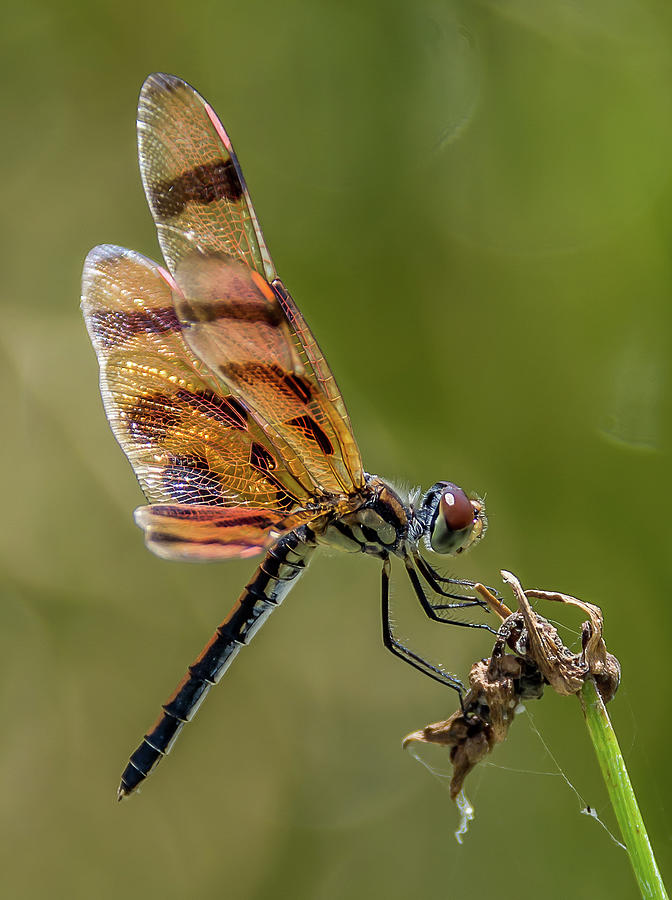 Touching Down Photograph by Kevin Myron - Fine Art America