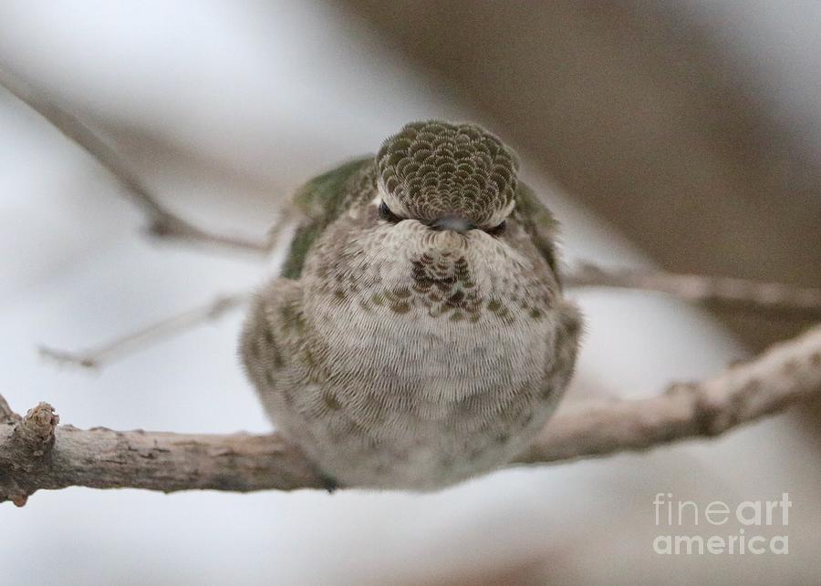 Tough-Looking Hummingbird Photograph by Carol Groenen