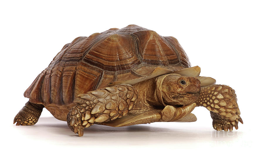 Tough Tortoise Photograph by Warren Photographic