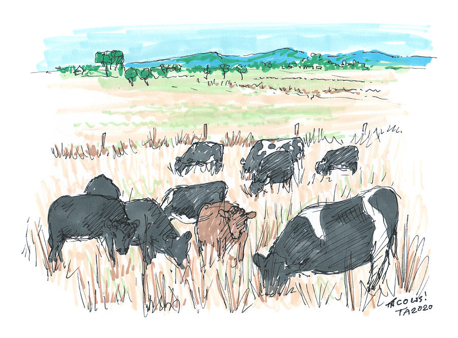 Tour Aotearoa - Miranda Cows Drawing by Tom Napper