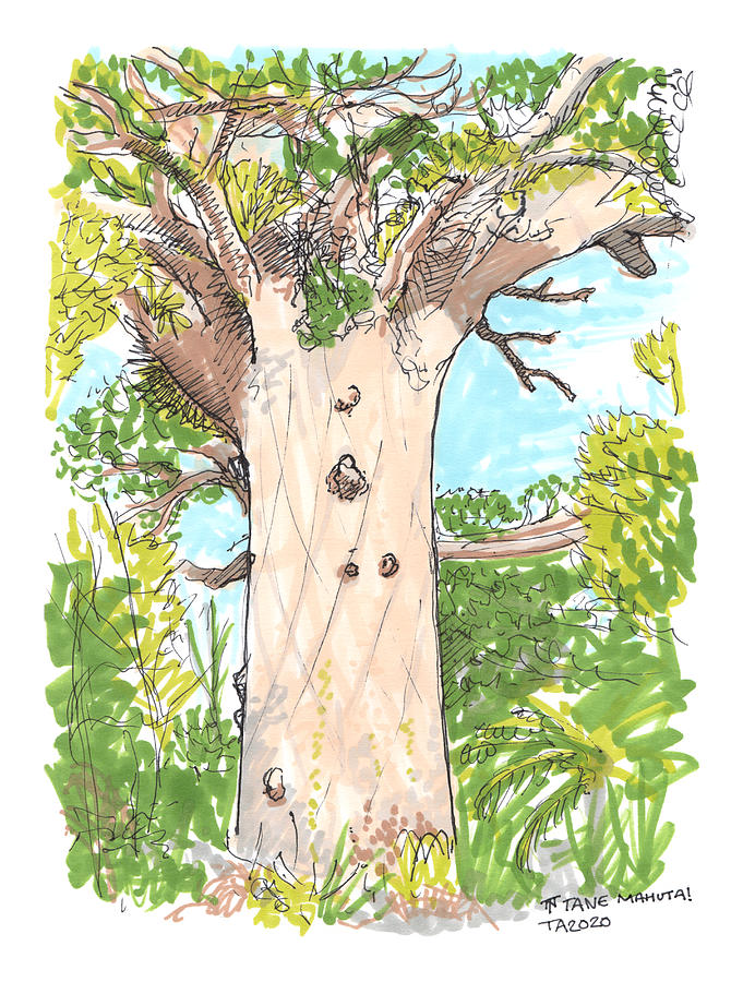 Tree Drawing - Tour Aotearoa - Tane Mahuta by Tom Napper