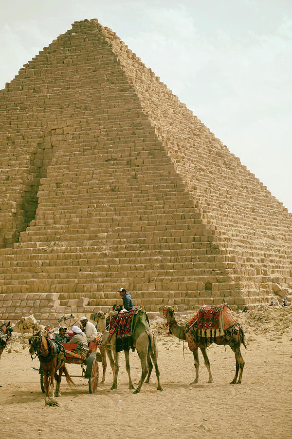 Tourists ride camels at the Great pyramid of Cheops Photograph by Steve Estvanik