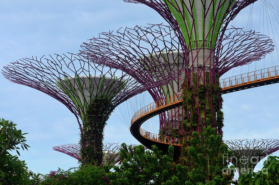 Tourists Walk On Ocbc Skywalk Between Supertrees At Gardens By The Bay Singapore Photograph