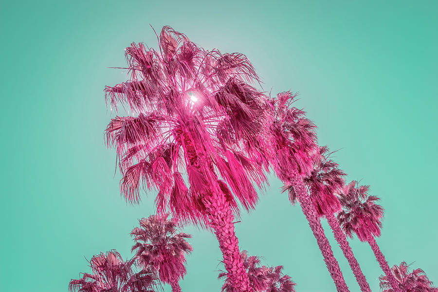 Tourmaline and Turquoise - Jewel Colored Palm Trees - New Variant Photograph by Georgia Mizuleva