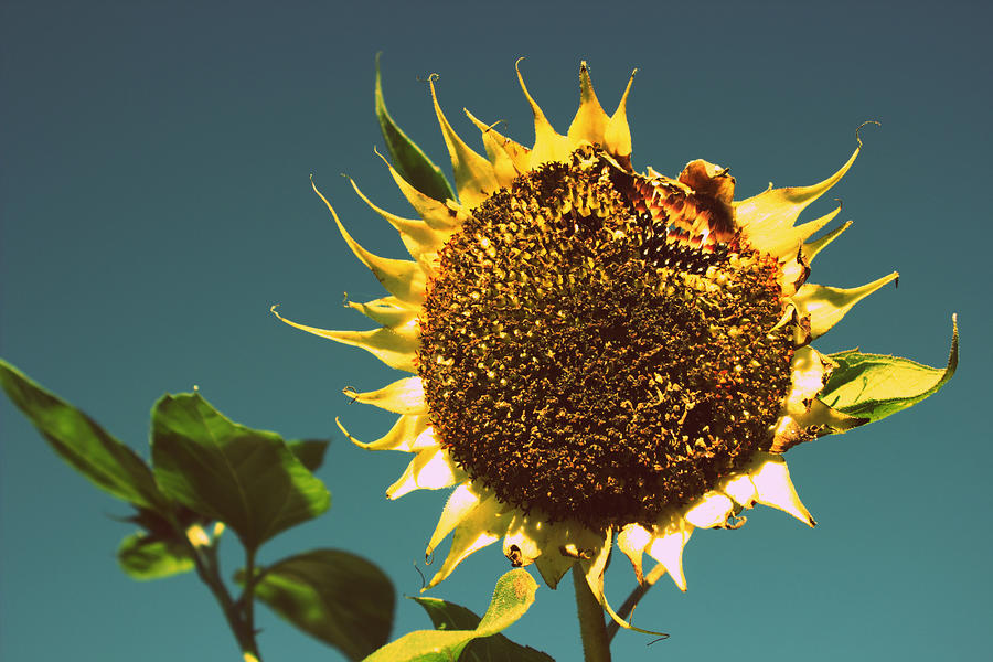 Tournesol Sunflower Photograph by Joseph Skompski