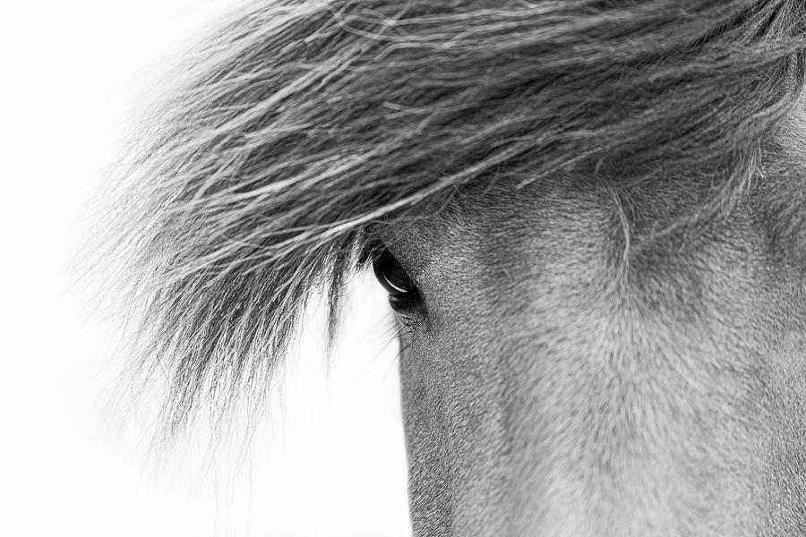 Tova - Horse Art Photograph by Lisa Saint