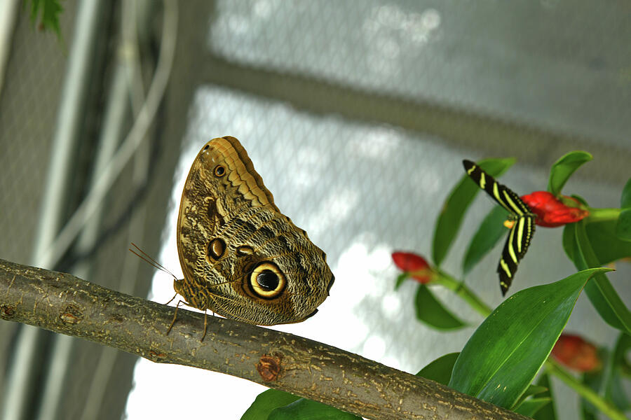 Two Butterflies Photograph by Robert Tubesing - Fine Art America