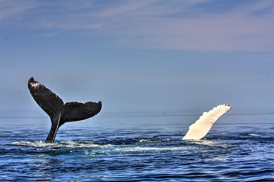 Tow Whales Photograph by David Matthews