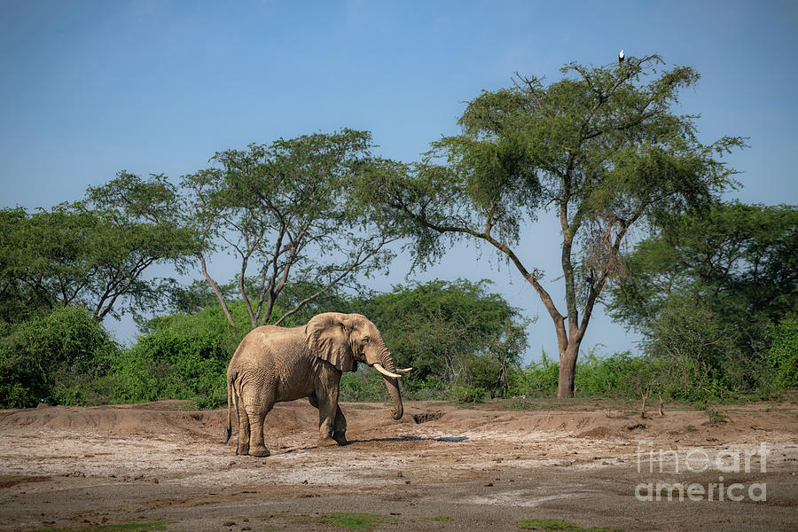 Elephant Photograph - Towards the Forest by Jamie Pham