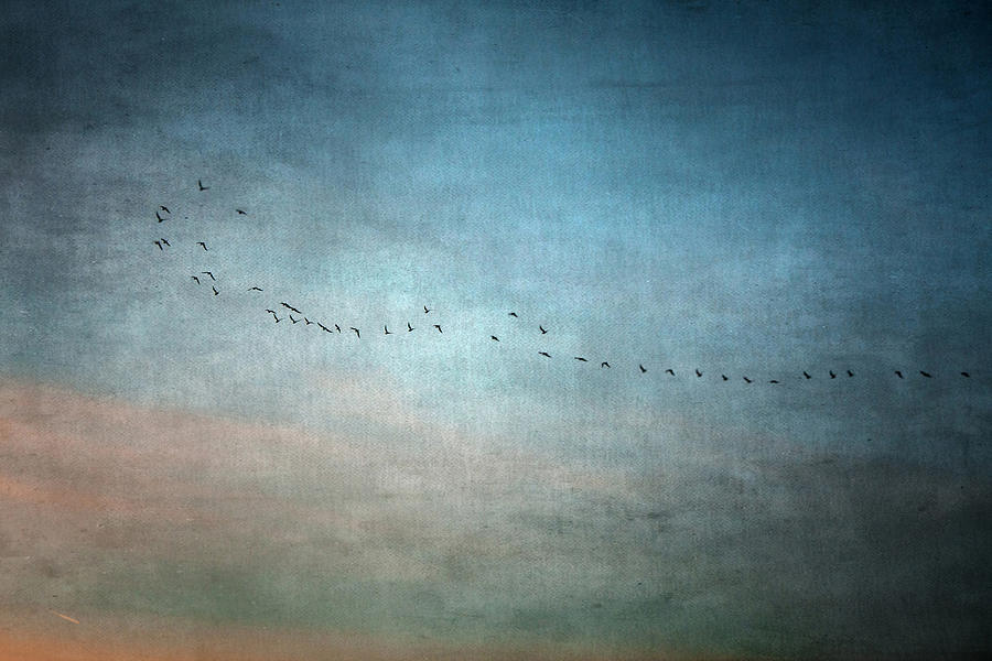 Bird Photograph - Towards The Sunset by Violet Gray